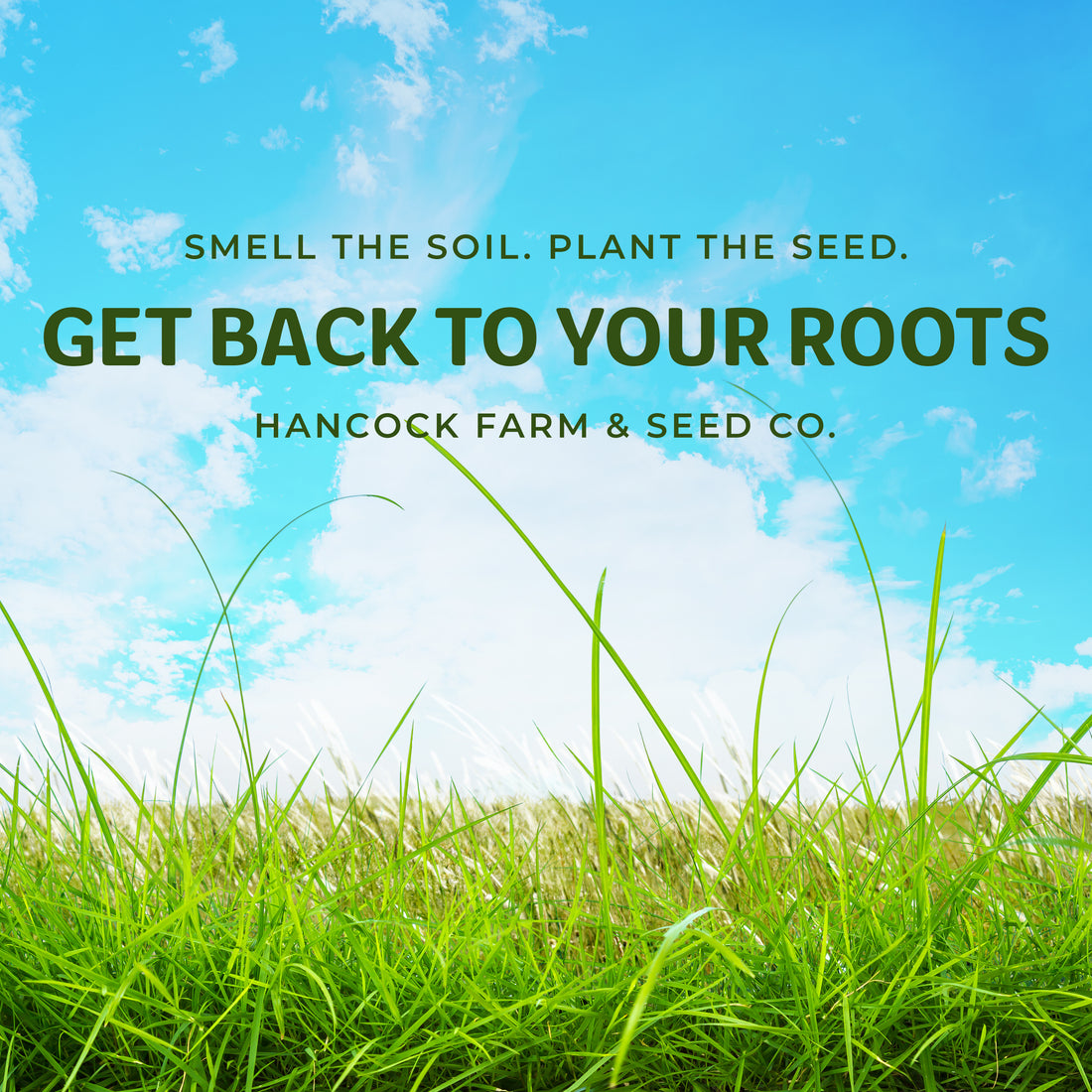 Hancock's Spring & Summer Food Plot Seed Mix