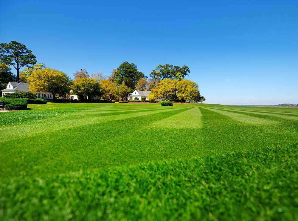 bermuda grass seed planting tips Hancock's Common Bermuda Grass Seed