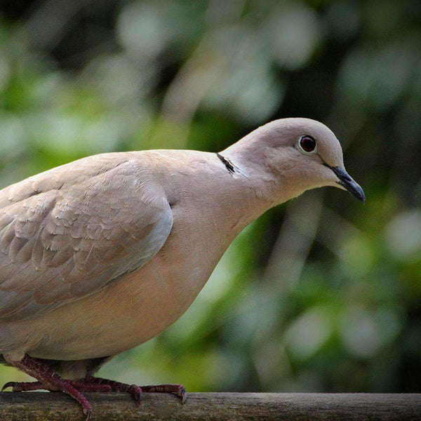 Hancock's Dove Field Seed Mix