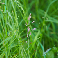 Hancock’s Forage Fescue Grass Seed - Certified (Pre-Order)