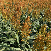 Hancock's Milo Grain Sorghum Seed