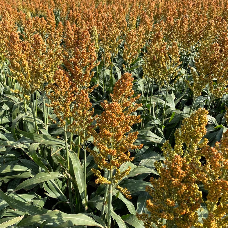 milo seeds for planting Hancock's Milo Grain Sorghum Seed