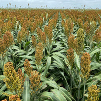 Hancock's Milo Grain Sorghum Seed