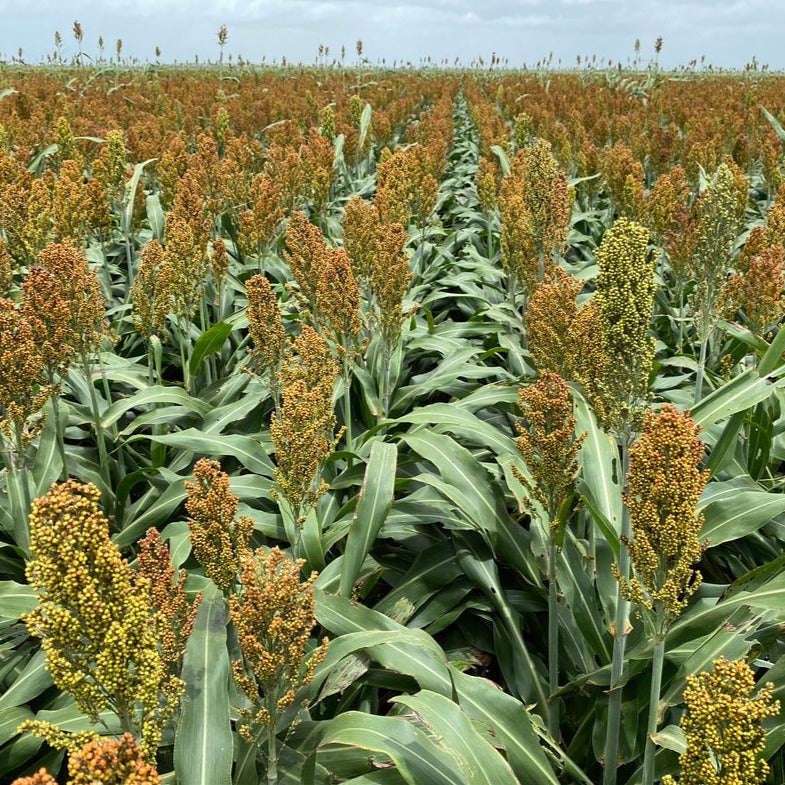 milo seeds for planting Hancock's Milo Grain Sorghum Seed