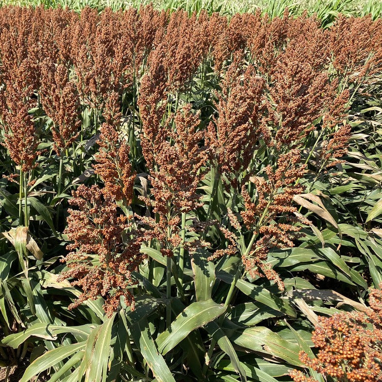 sorghum seeds for planting Hancock's Milo Grain Sorghum Seed