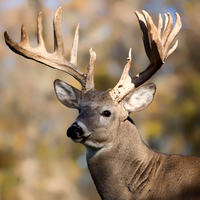 Hancock's No Till Fall Food Plot Seed Mix (Pre-Order)