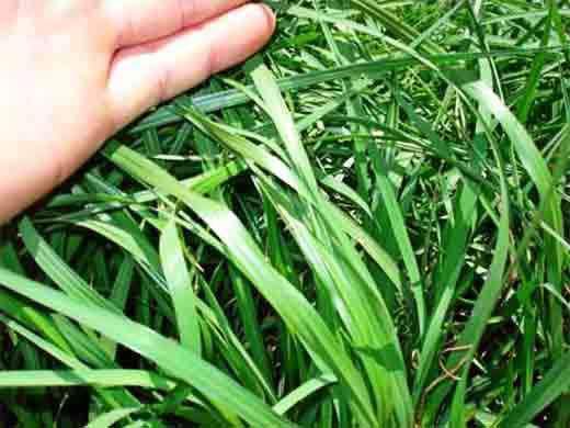 Hancock's Argentine Bahia Fall & Winter Grass Seed Mix