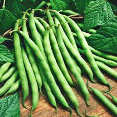 Hancock's Bush Bean Seed