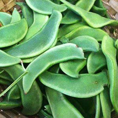 Hancock's Cangreen Bush Lima Bean Seed