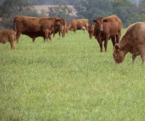 Hancock’s Cattle Pasture Grass Seed Mix - Warm Climate