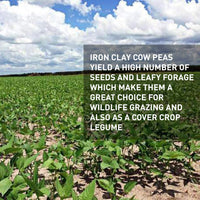 Iron Clay Cow Pea Seed