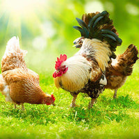 Hancock's Happy Hen Forage Seed Mix