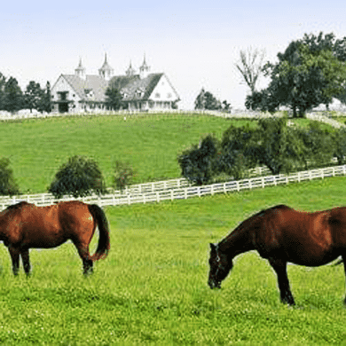 Horse Pasture Grass Seed Mix - Central Climate
