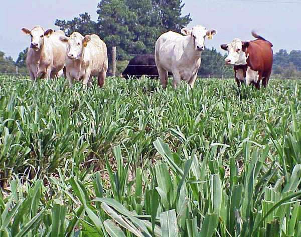 Tifleaf 3 Hybrid Pearl Millet Seed - Certified