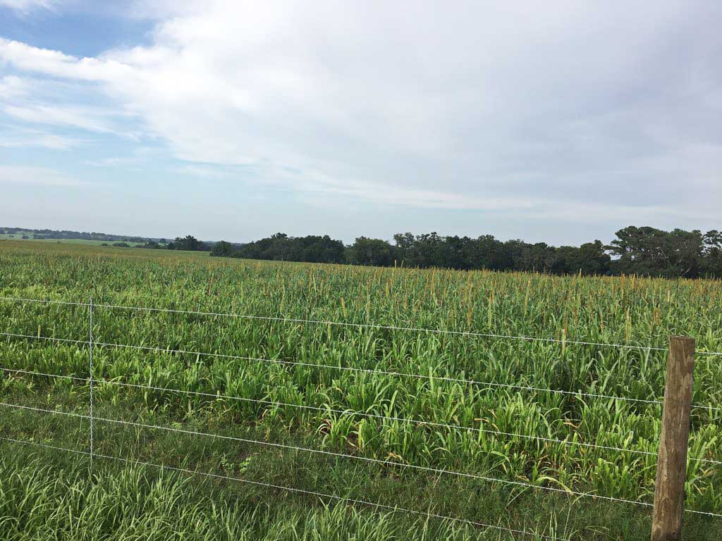 Tifleaf 3 Hybrid Pearl Millet Seed - Certified