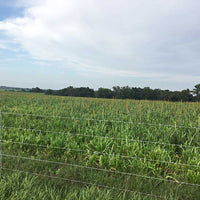 Tifleaf 3 Hybrid Pearl Millet Seed - Certified