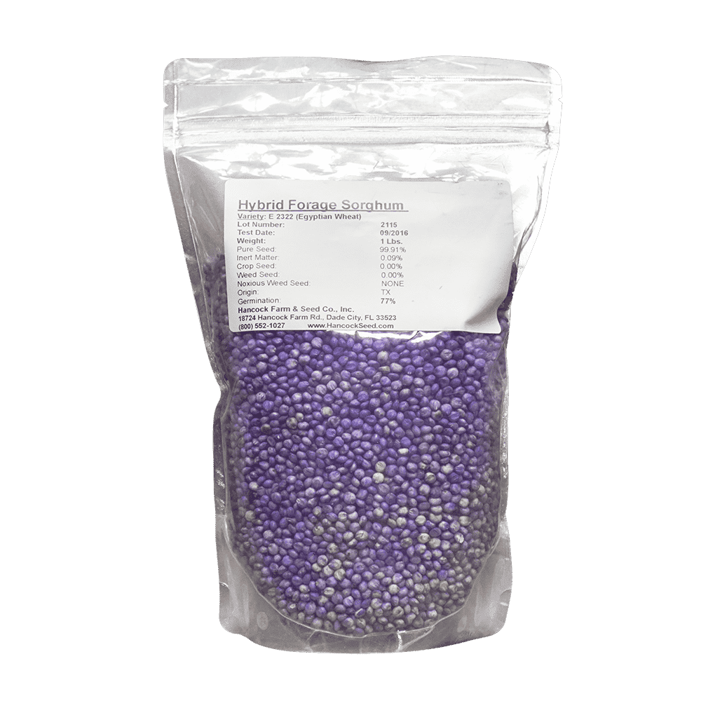 sorghum seed for the garden saskatchewan Surpass BMR Sorghum Sudangrass Seed