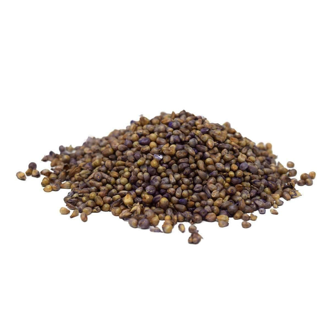 Hybrid Pearl Millet Seed - Untreated