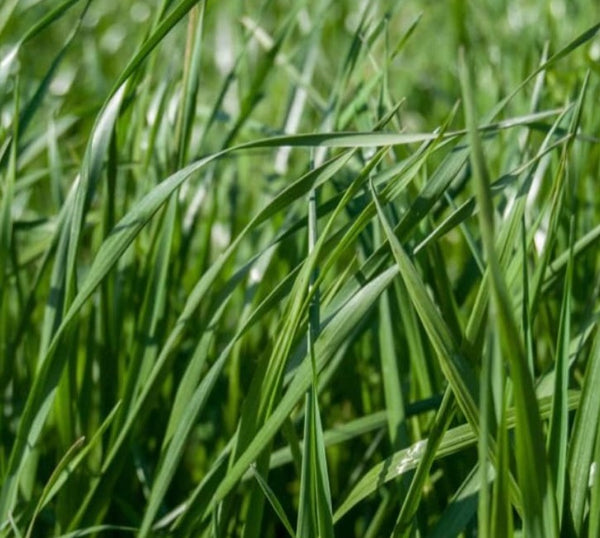Frostproof Annual Ryegrass Seed