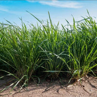 Frostproof Annual Ryegrass Seed