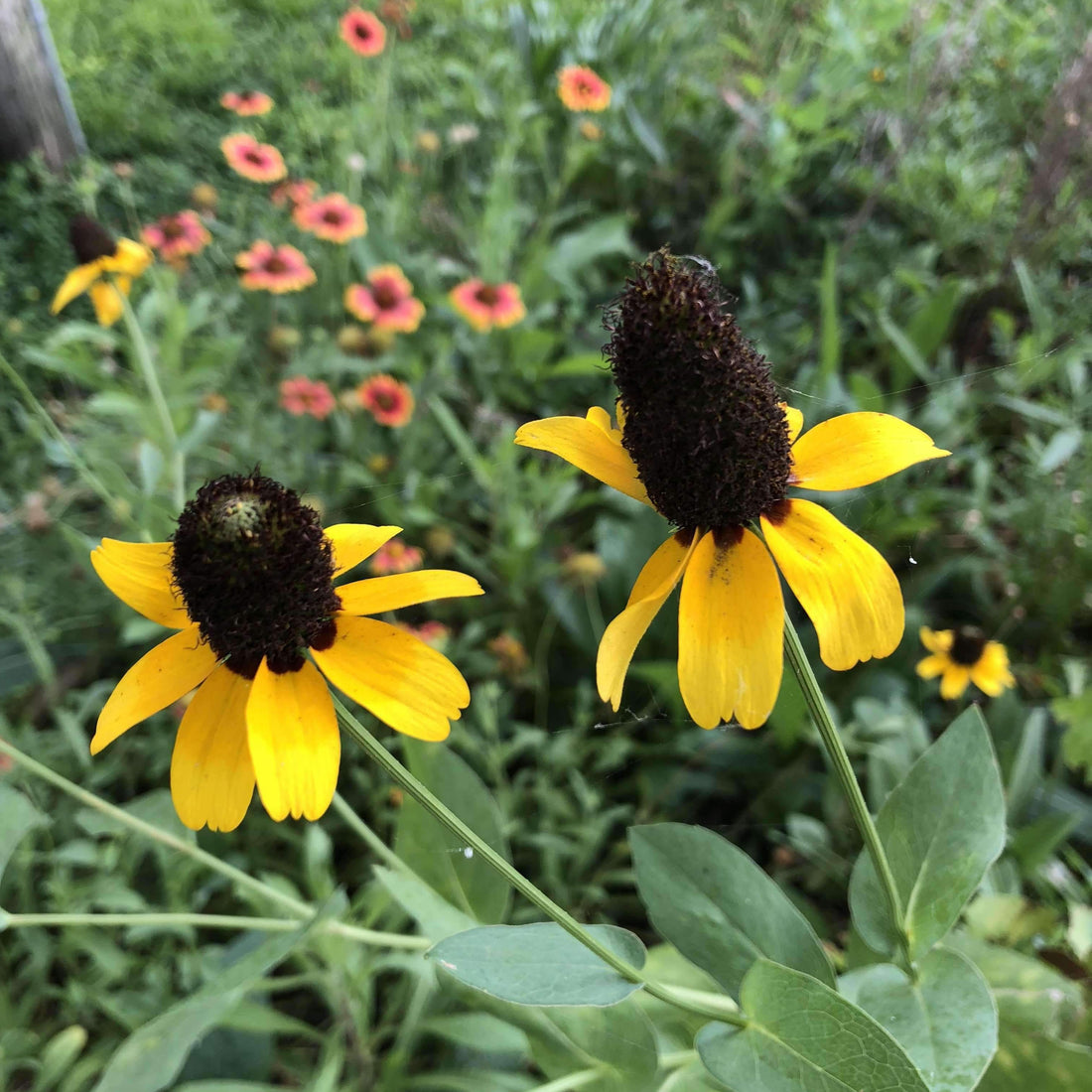 Hancock's Southeast Wildflower Seed Mix