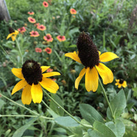 Hancock's Southeast Wildflower Seed Mix
