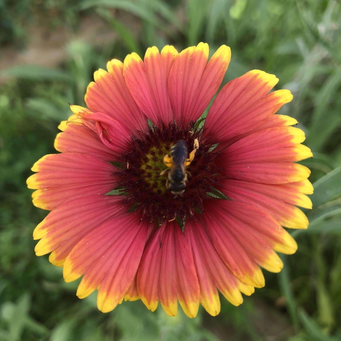 Hancock's Southeast Wildflower Seed Mix