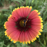 Hancock's Southeast Wildflower Seed Mix