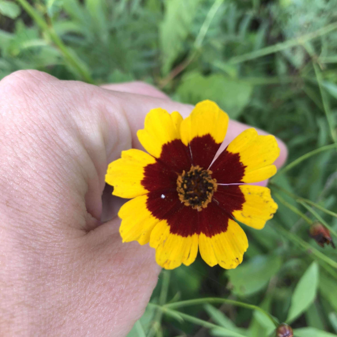 Hancock's Southeast Wildflower Seed Mix