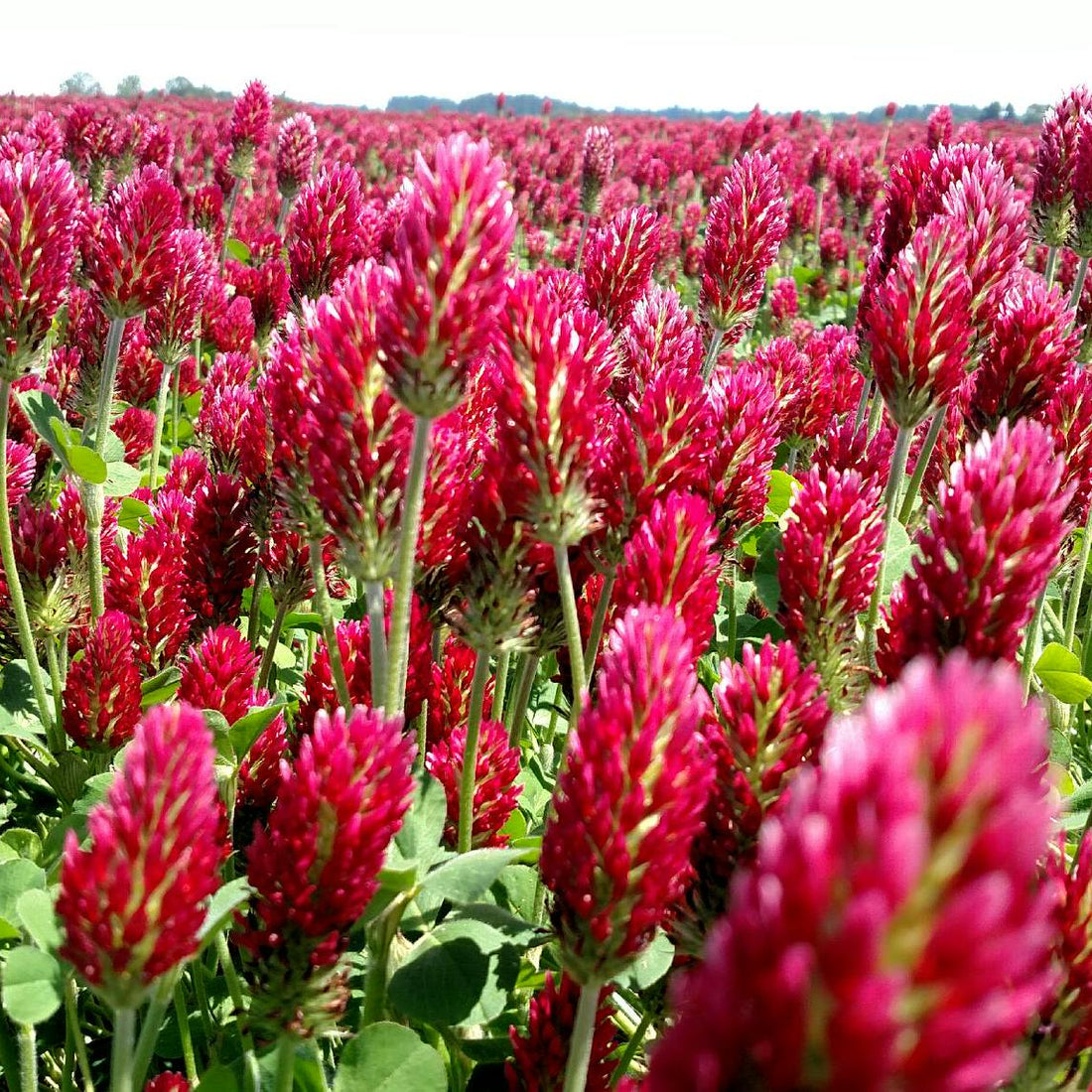 Crimson Clover Seed - Raw