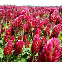 Crimson Clover Seed - Raw