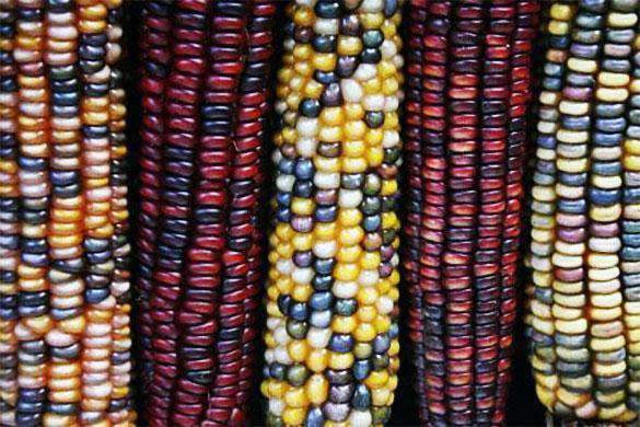 Indian Corn Seed - Certified Non-GMO