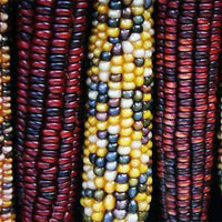 Indian Corn Seed - Certified Non-GMO