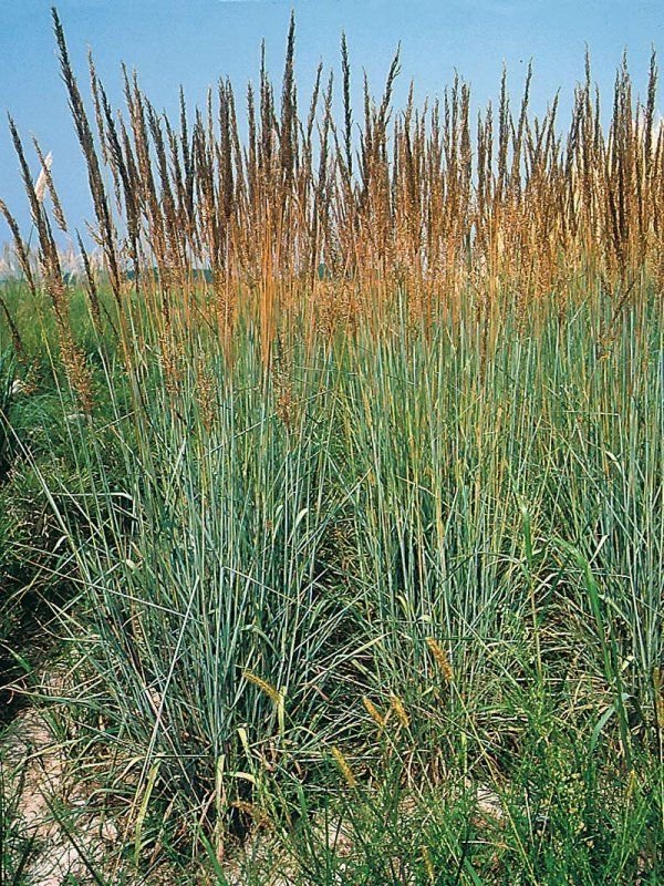 planting native grass seed Indiangrass Native Grass Seed