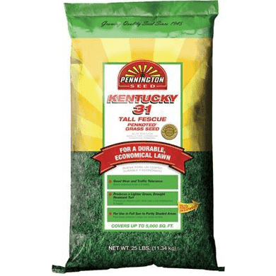 Kentucky 31 Tall Fescue Grass Seed - Coated