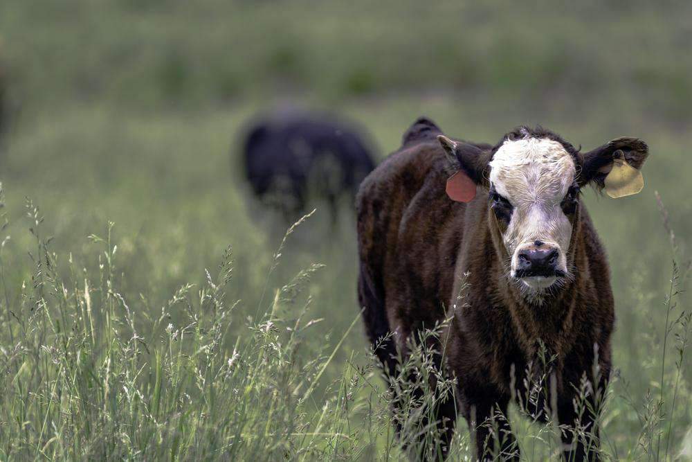Hancock’s Forage Fescue Grass Seed - Certified (Pre-Order)