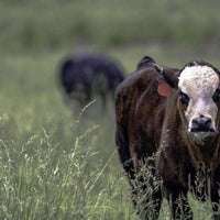 Hancock’s Forage Fescue Grass Seed - Certified (Pre-Order)