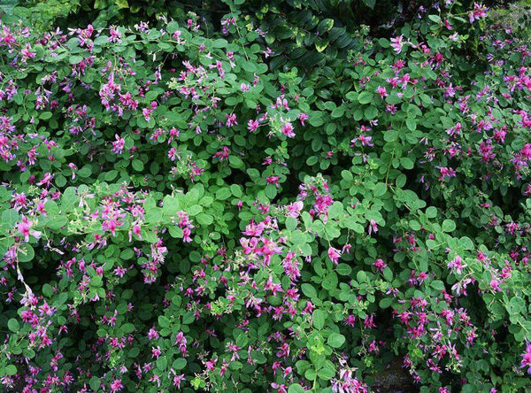 Korean Lespedeza Seed - Coated