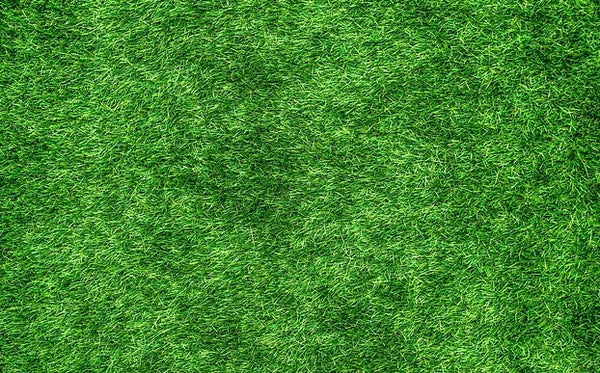 LaPrima Bermuda Grass Seed