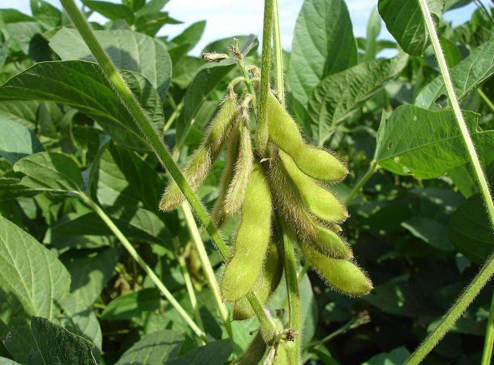 soybean seed plant Laredo Soybean Seed