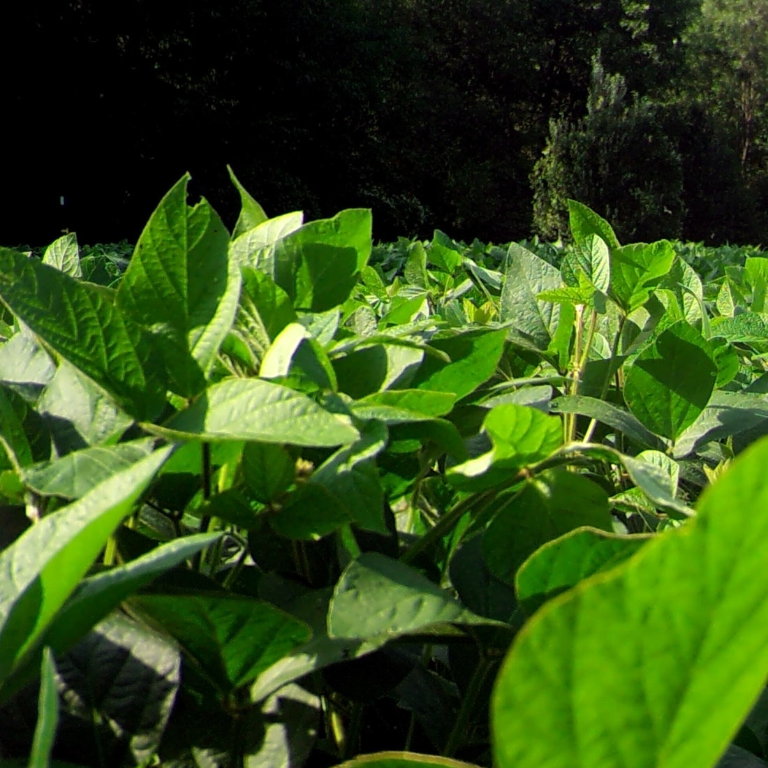 Buck Bean Seed