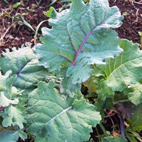 Maris Kestral Kale Seed