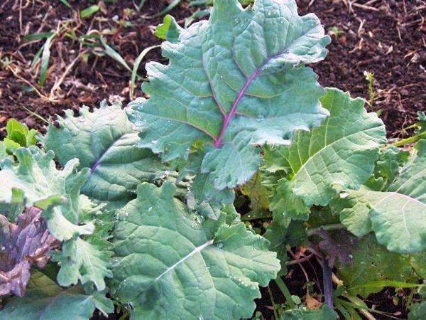 Maris Kestral Kale Seed