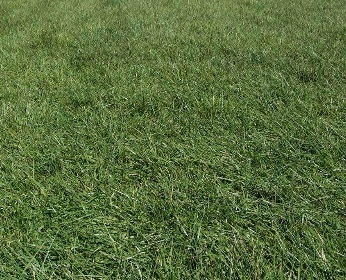 MaxQ II Tall Fescue Grass Seed