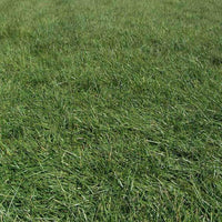 MaxQ II Tall Fescue Grass Seed