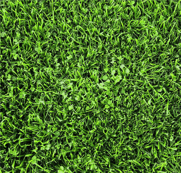Hancock's Microlawn Seed Mix