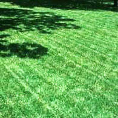 Hancock's Kentucky Bluegrass Seed