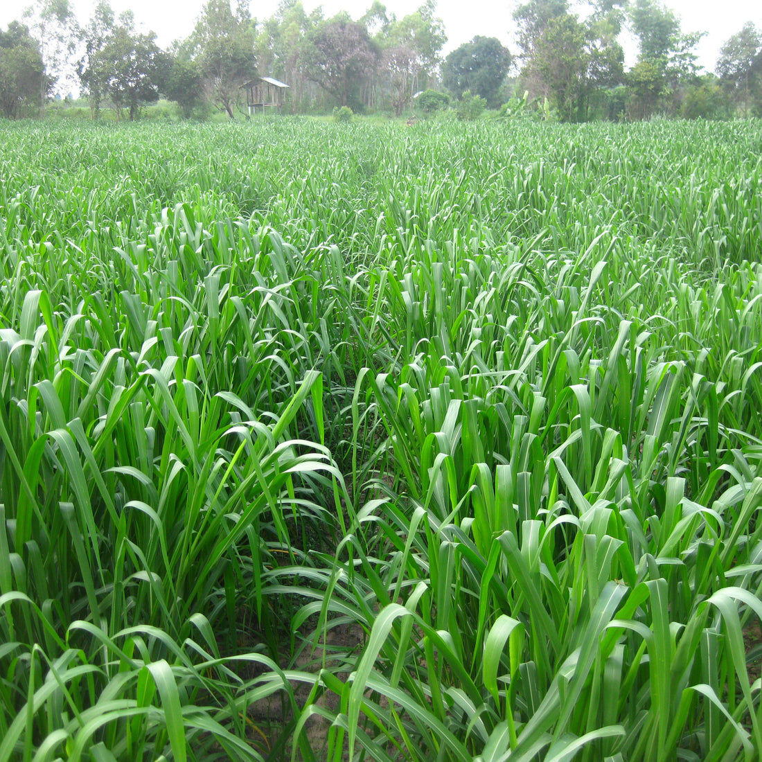 Mombasa Guinea Grass Seed