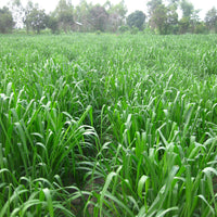Mombasa Guinea Grass Seed