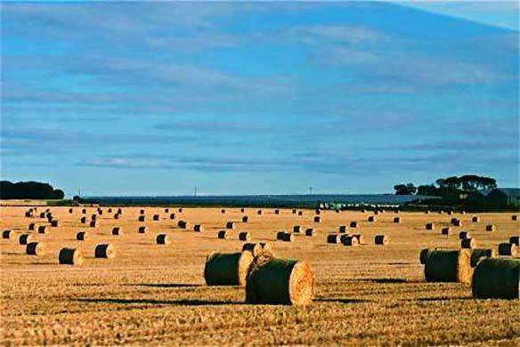 Morhay Bermuda Grass Seed - Raw